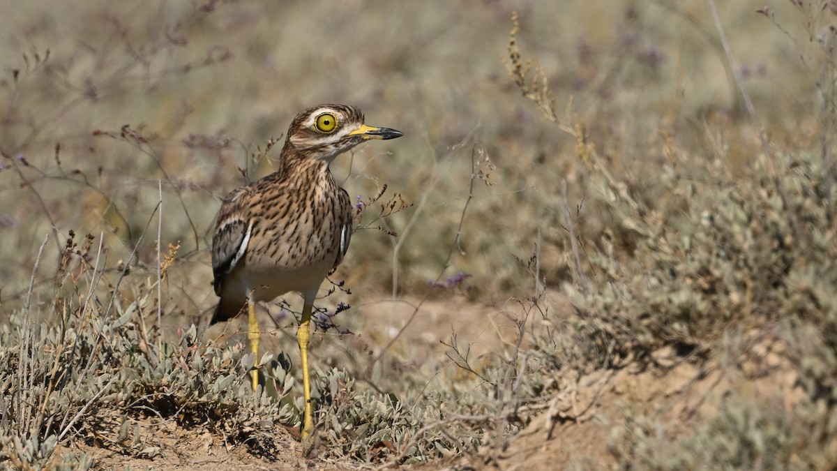Eurasian Thick-knee - ML643276823