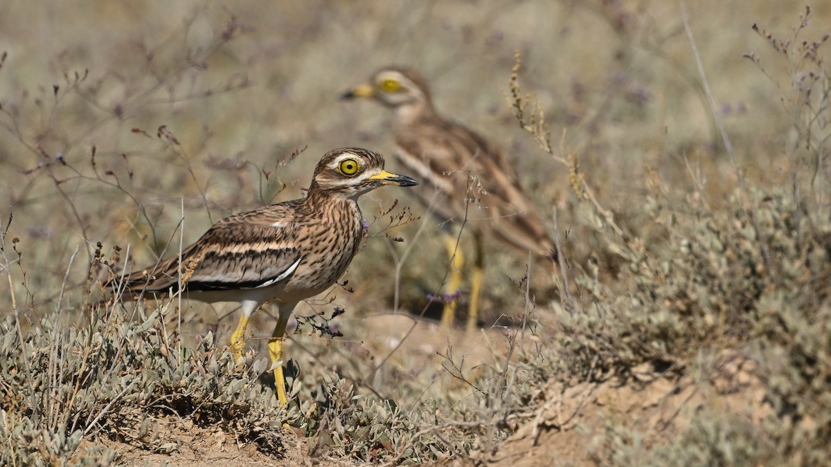 Eurasian Thick-knee - ML643276826