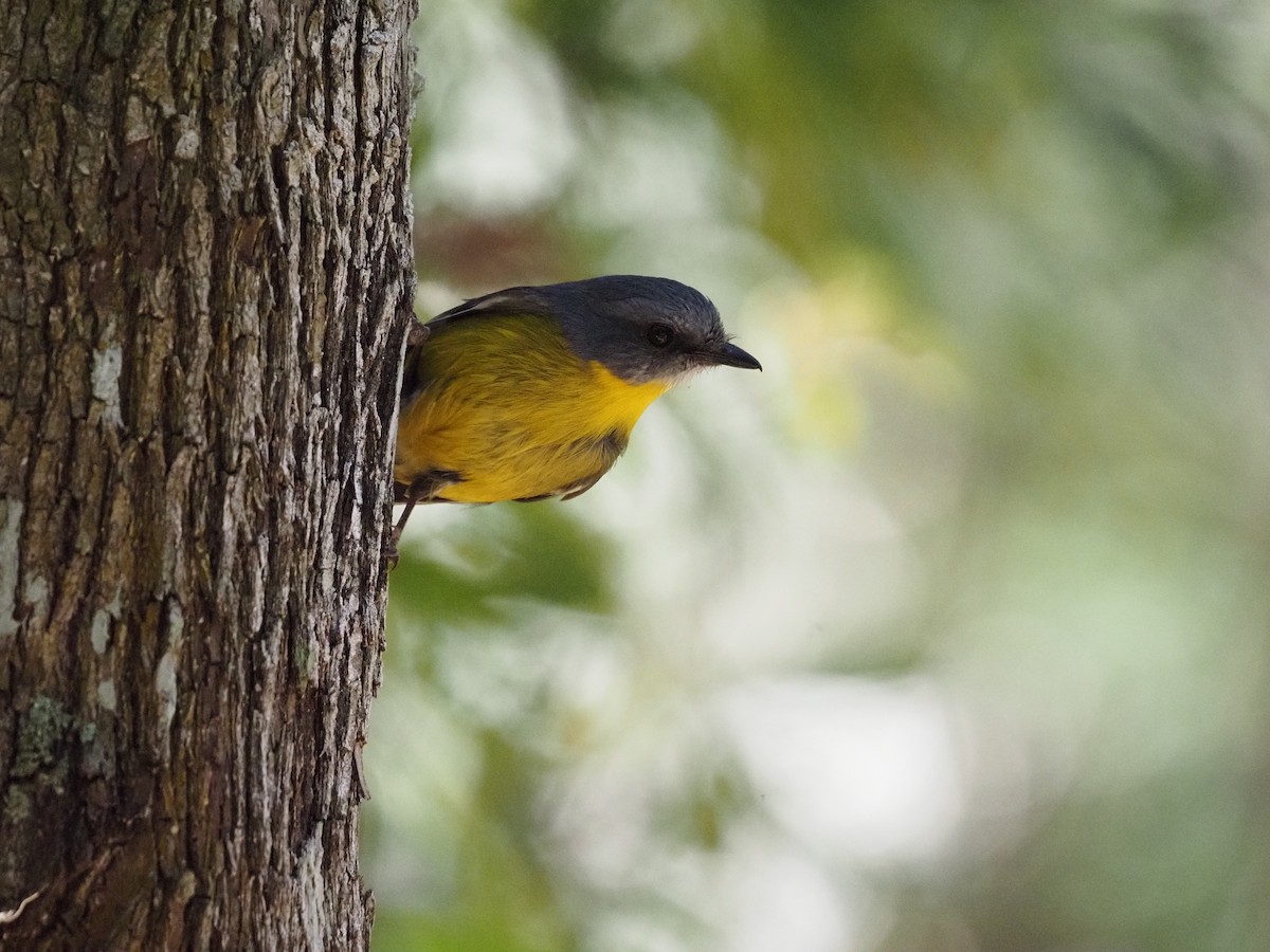 Doğulu Sarı Bülbül - ML643276851