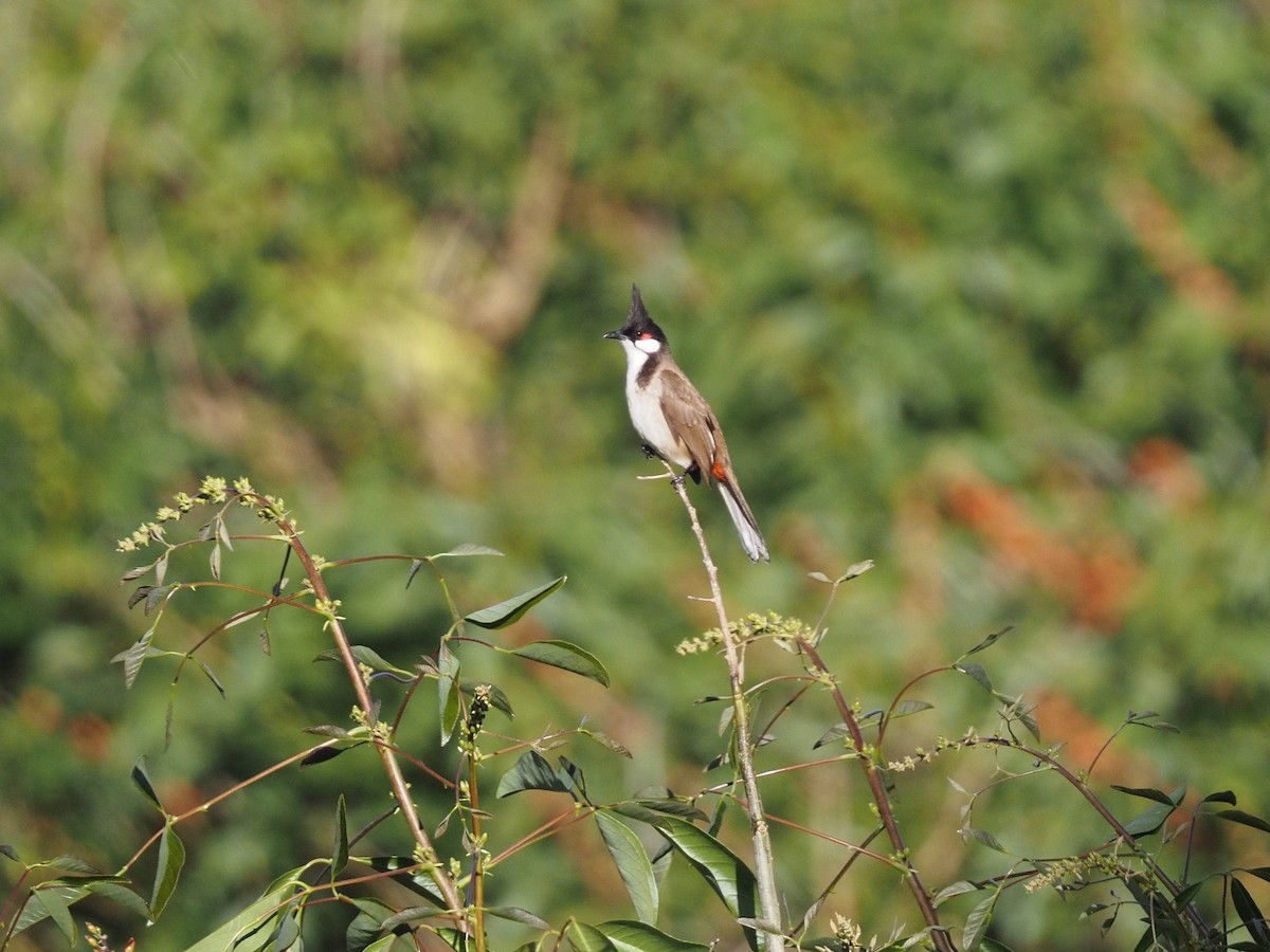 Al Kulaklı Arapbülbülü - ML643276853