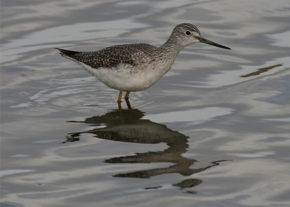 Lesser/Greater Yellowlegs - ML643276865