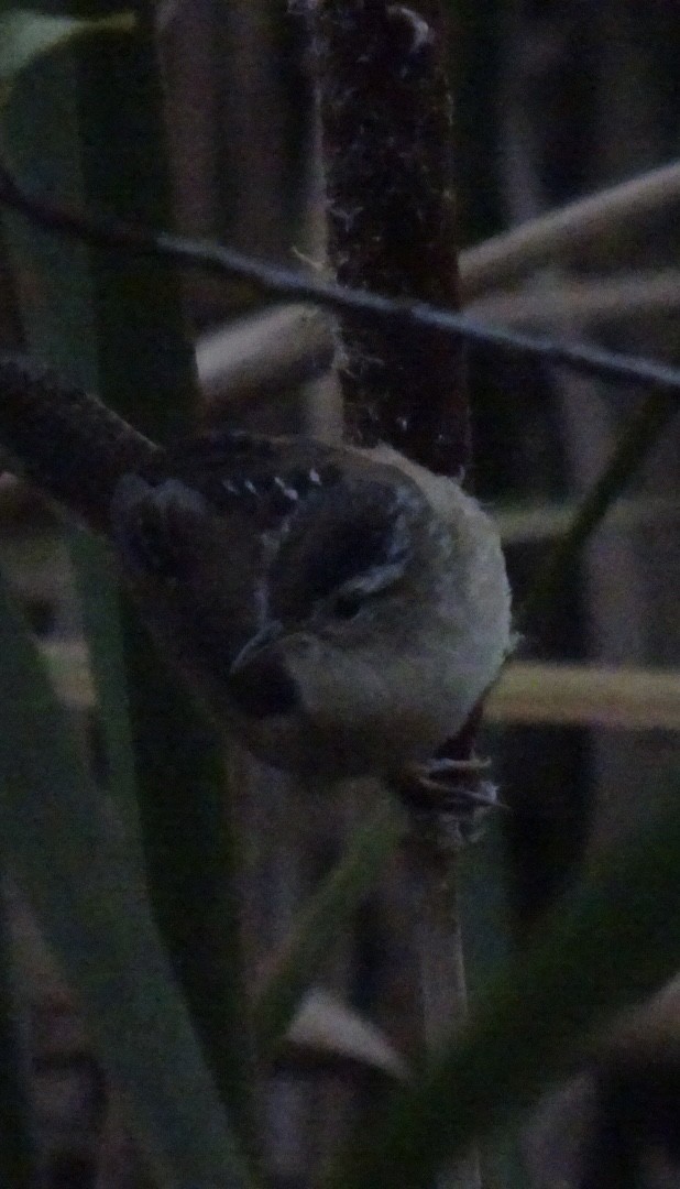 střízlík bažinný - ML643276866