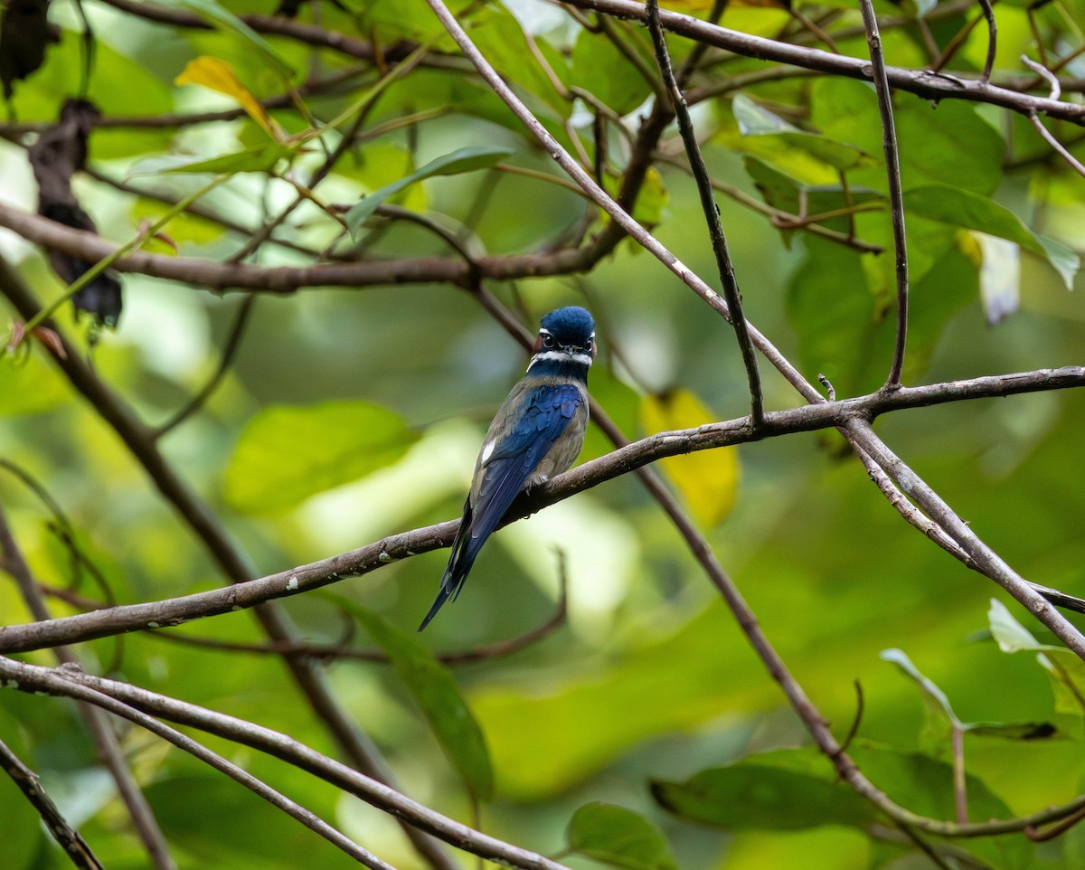 Whiskered Treeswift - ML643276872