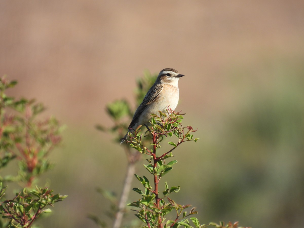 Whinchat - ML643276874