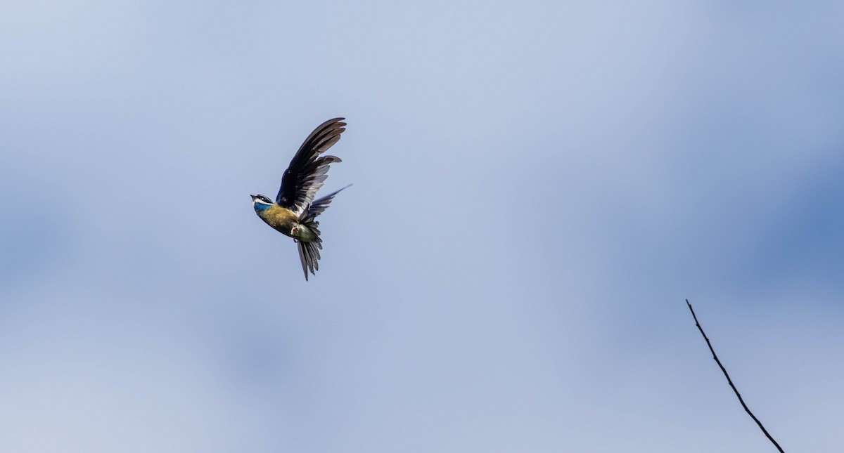 Whiskered Treeswift - ML643276875