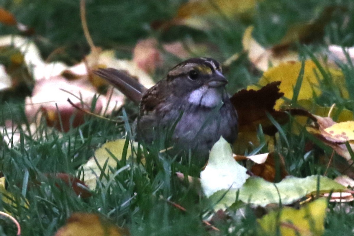 White-throated Sparrow - ML643276878