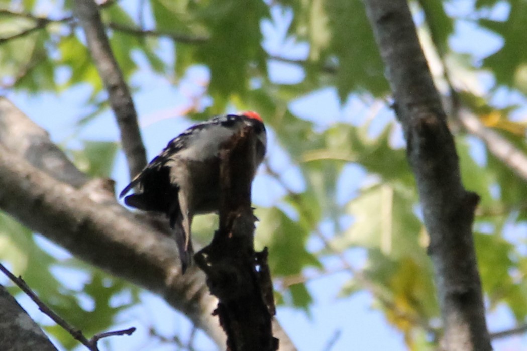 Downy Woodpecker - ML643276906
