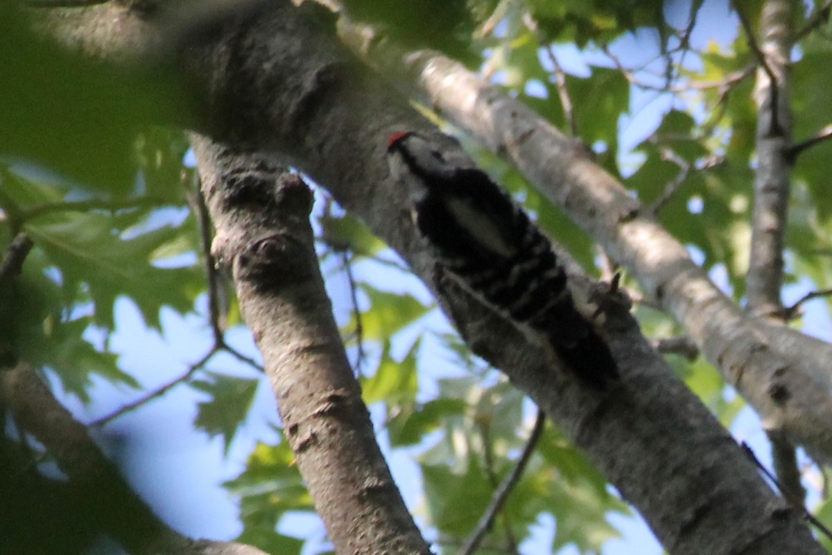 Downy Woodpecker - ML643276911