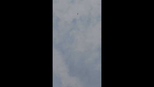 ハヤブサ - ML643276912