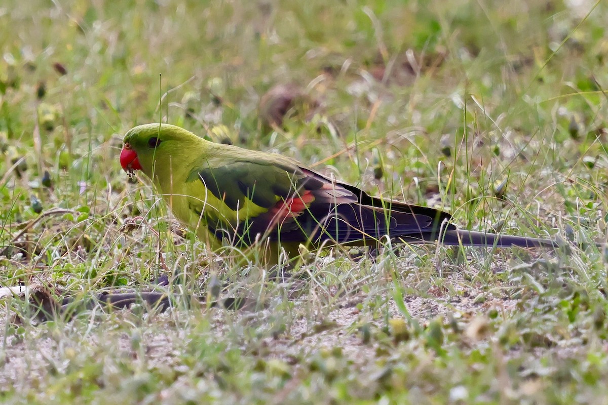 Regent Parrot - ML643276916