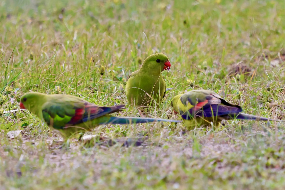Regent Parrot - ML643276917