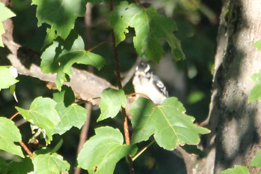 Downy Woodpecker - ML643276920