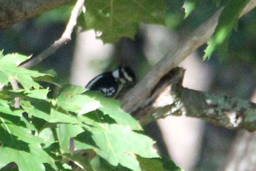 Downy Woodpecker - ML643276925