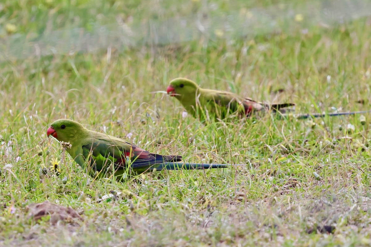 Regent Parrot - ML643276953