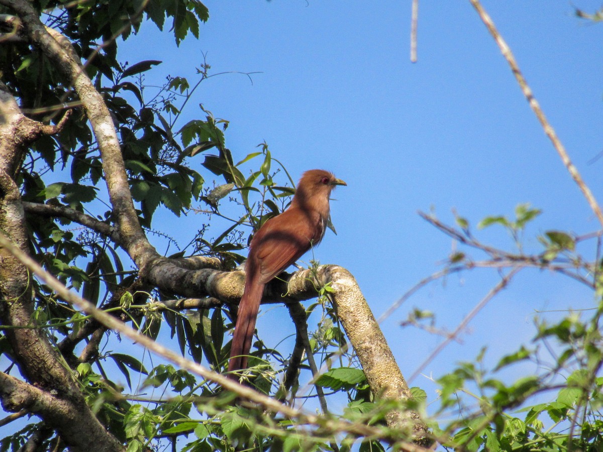 Squirrel Cuckoo - ML643276979