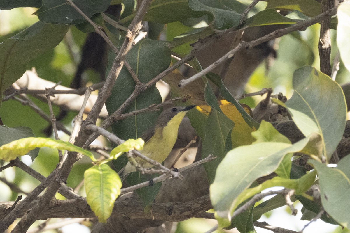 Golden-bellied Gerygone - ML643276990
