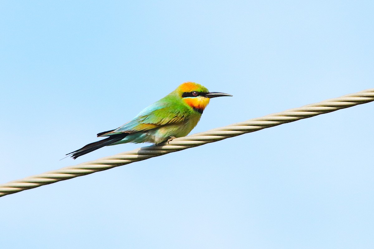 Rainbow Bee-eater - Ron Burgin