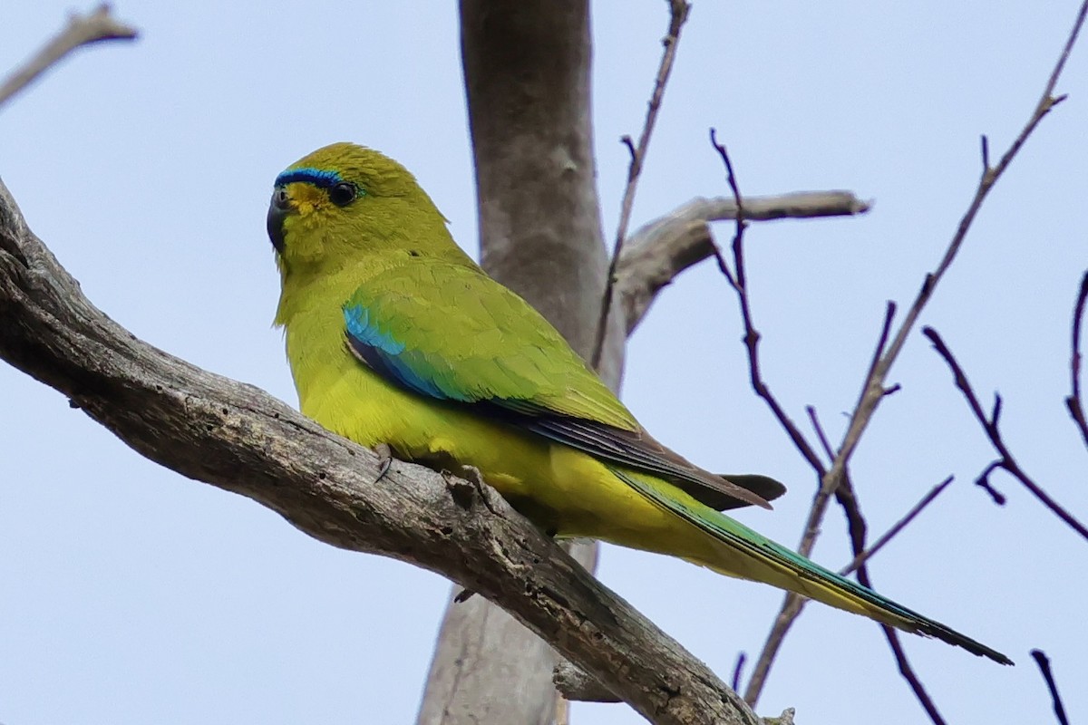 Elegant Parrot - Anonymous