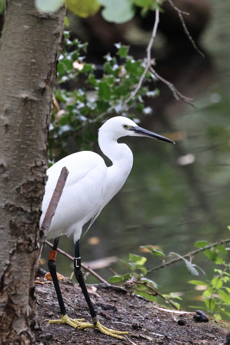 コサギ - ML643277033