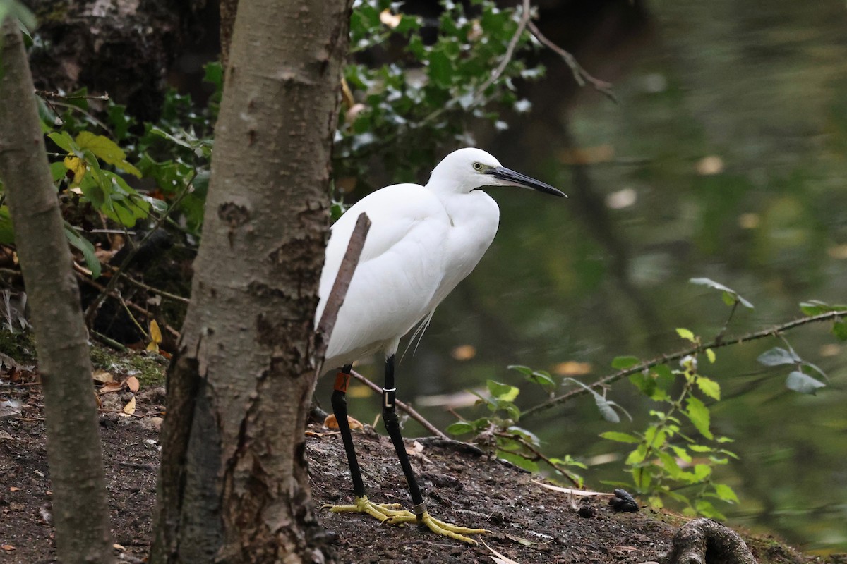 コサギ - ML643277034