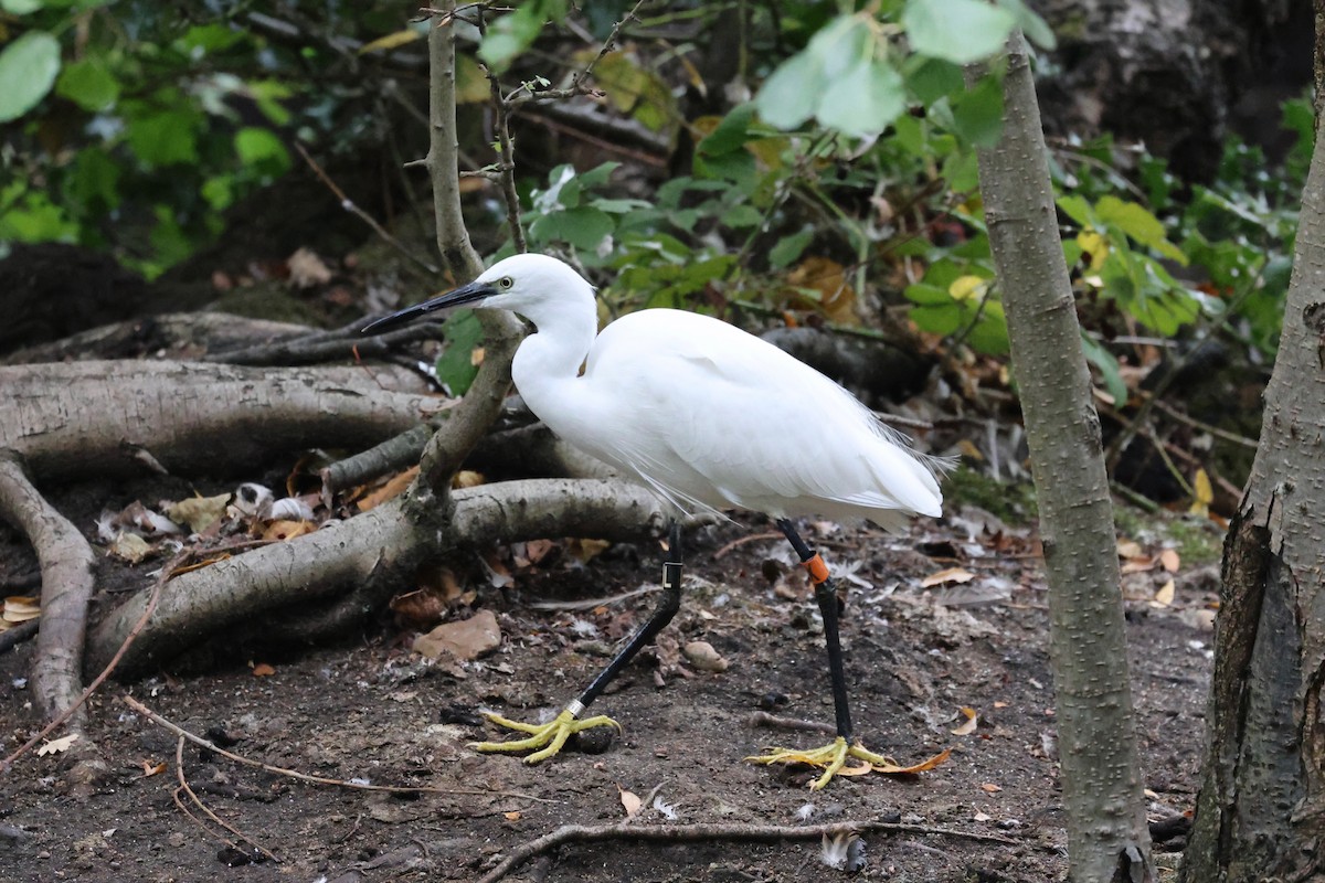 コサギ - ML643277035