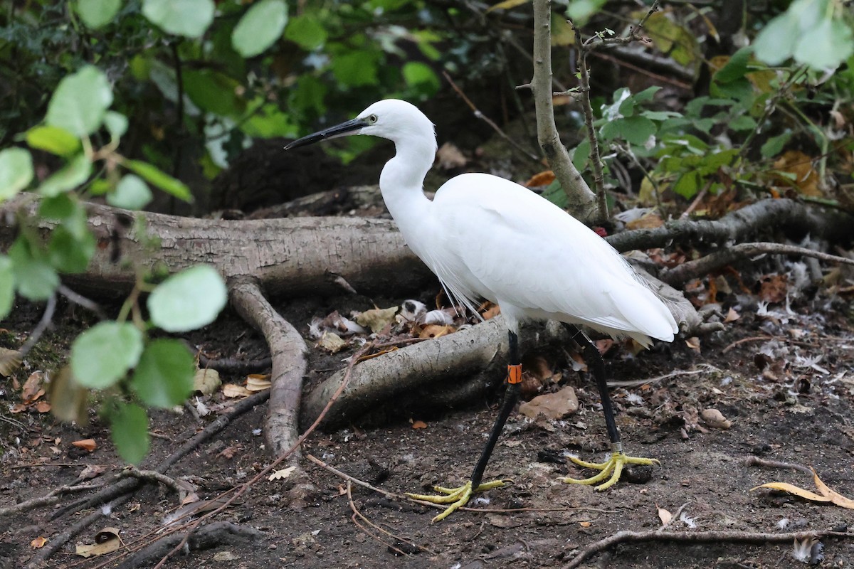 コサギ - ML643277036