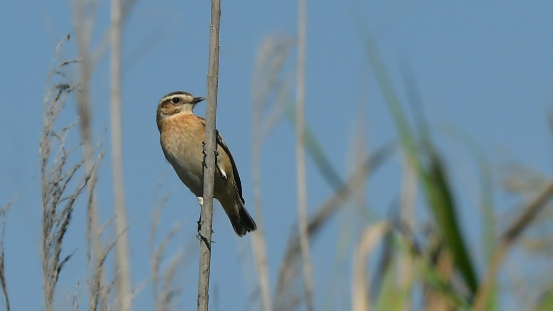 Whinchat - ML643277045
