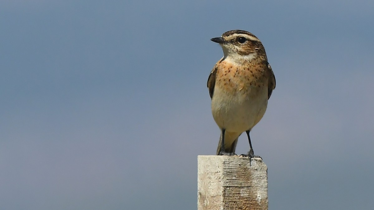 Whinchat - ML643277047