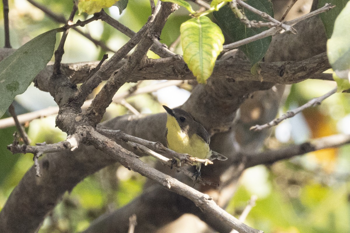 Golden-bellied Gerygone - ML643277048