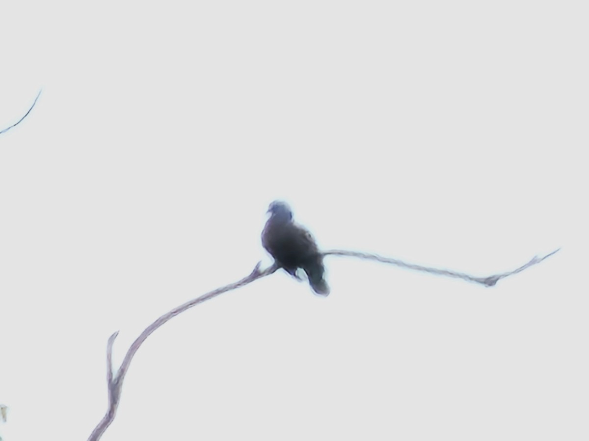 ベニバト - ML643277086