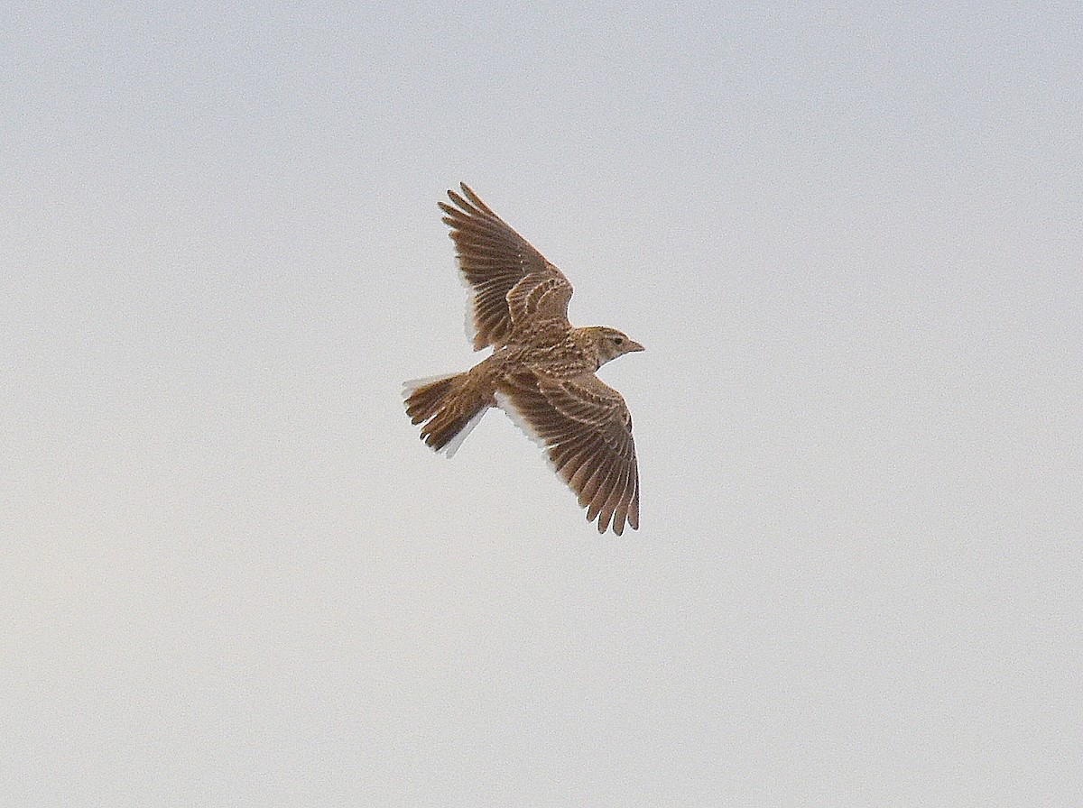 Calandra Lark - ML643277100