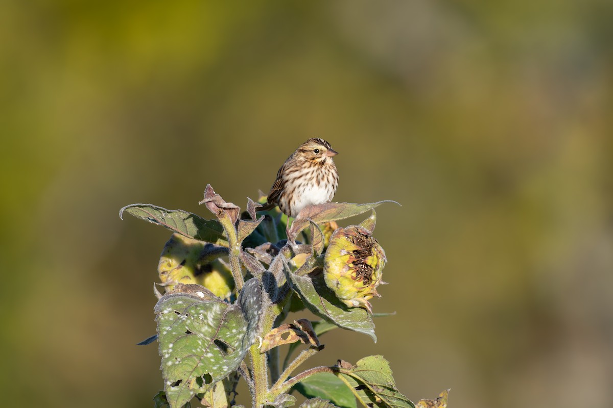 Savannah Sparrow (Savannah) - ML643277112