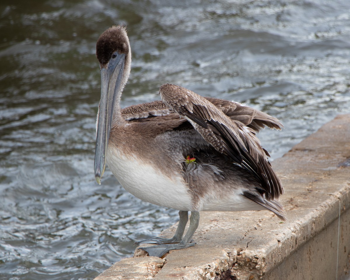 Brown Pelican - ML643277113