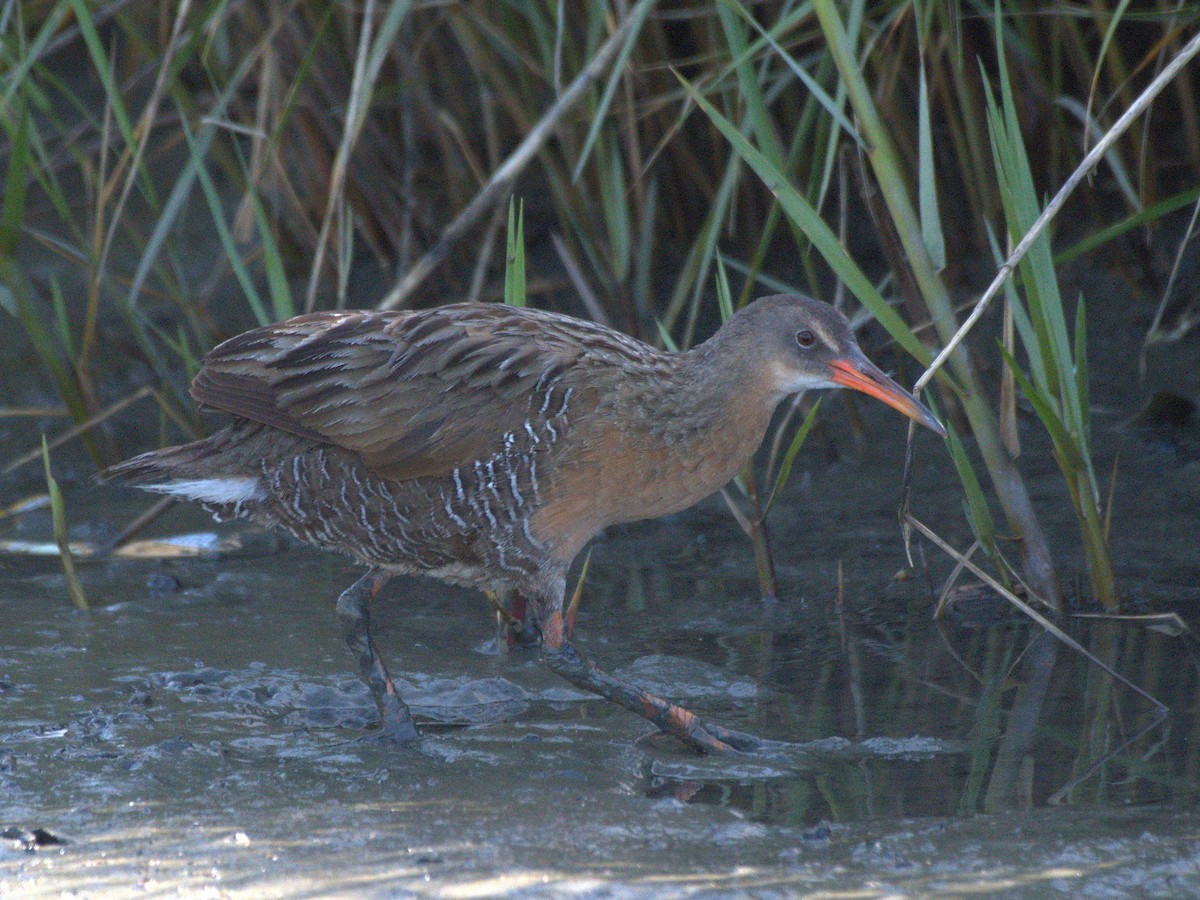 Ridgway's Rail - ML643277118