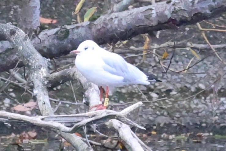 ユリカモメ - ML643277124