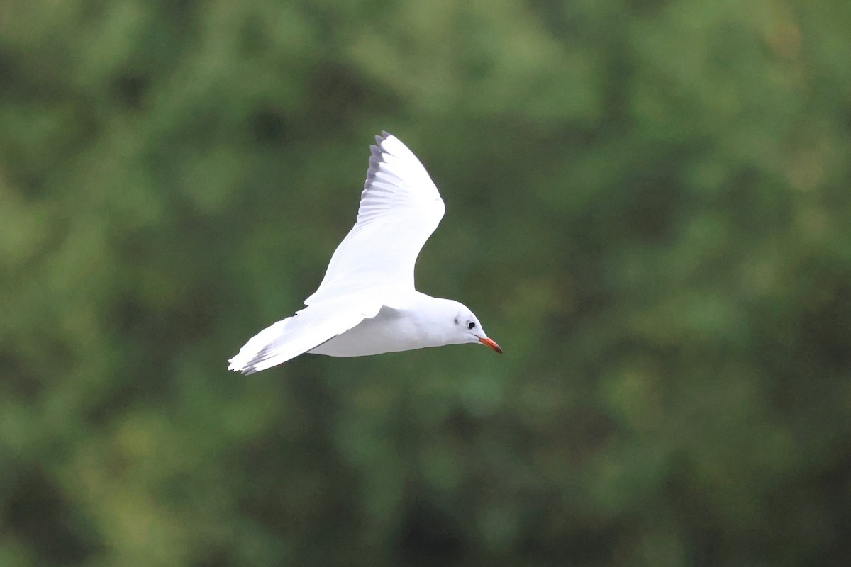 ユリカモメ - ML643277125