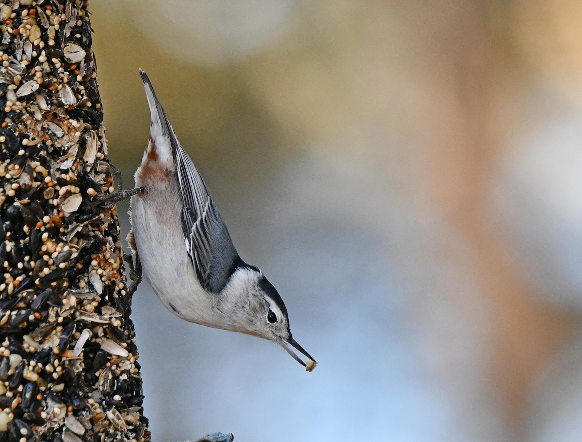 White-breasted Nuthatch - ML643277126
