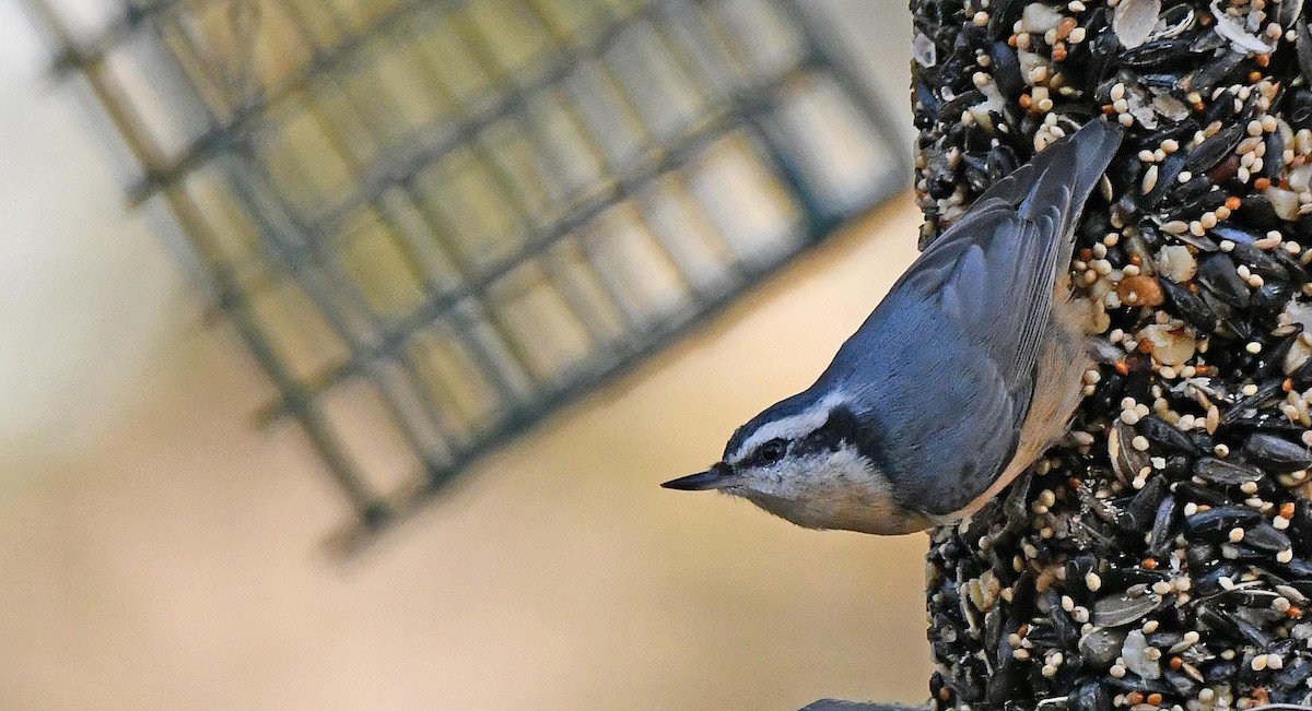 Red-breasted Nuthatch - ML643277132