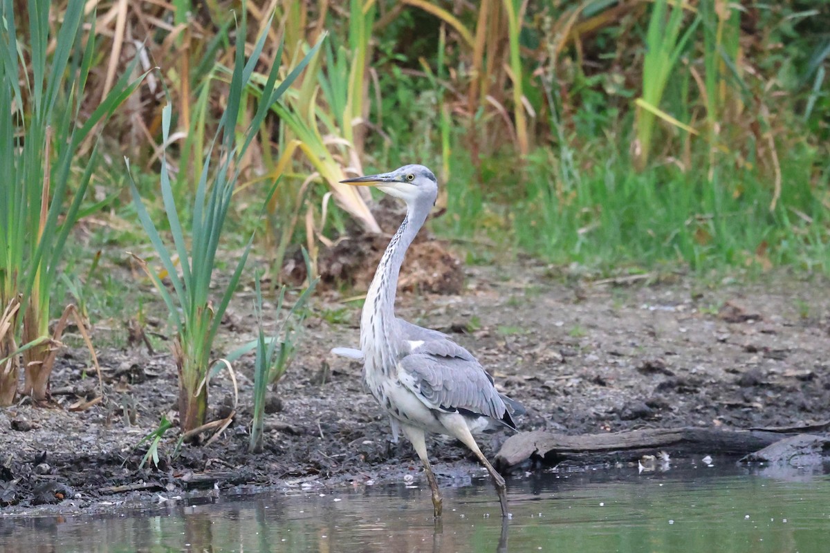 アオサギ - ML643277133