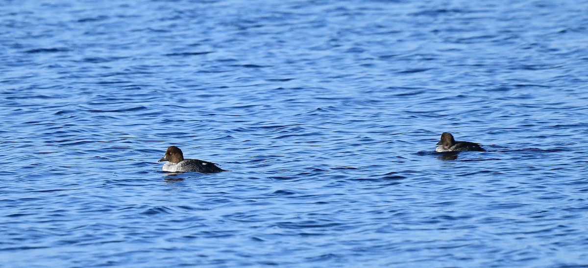 Common Goldeneye - ML643277145