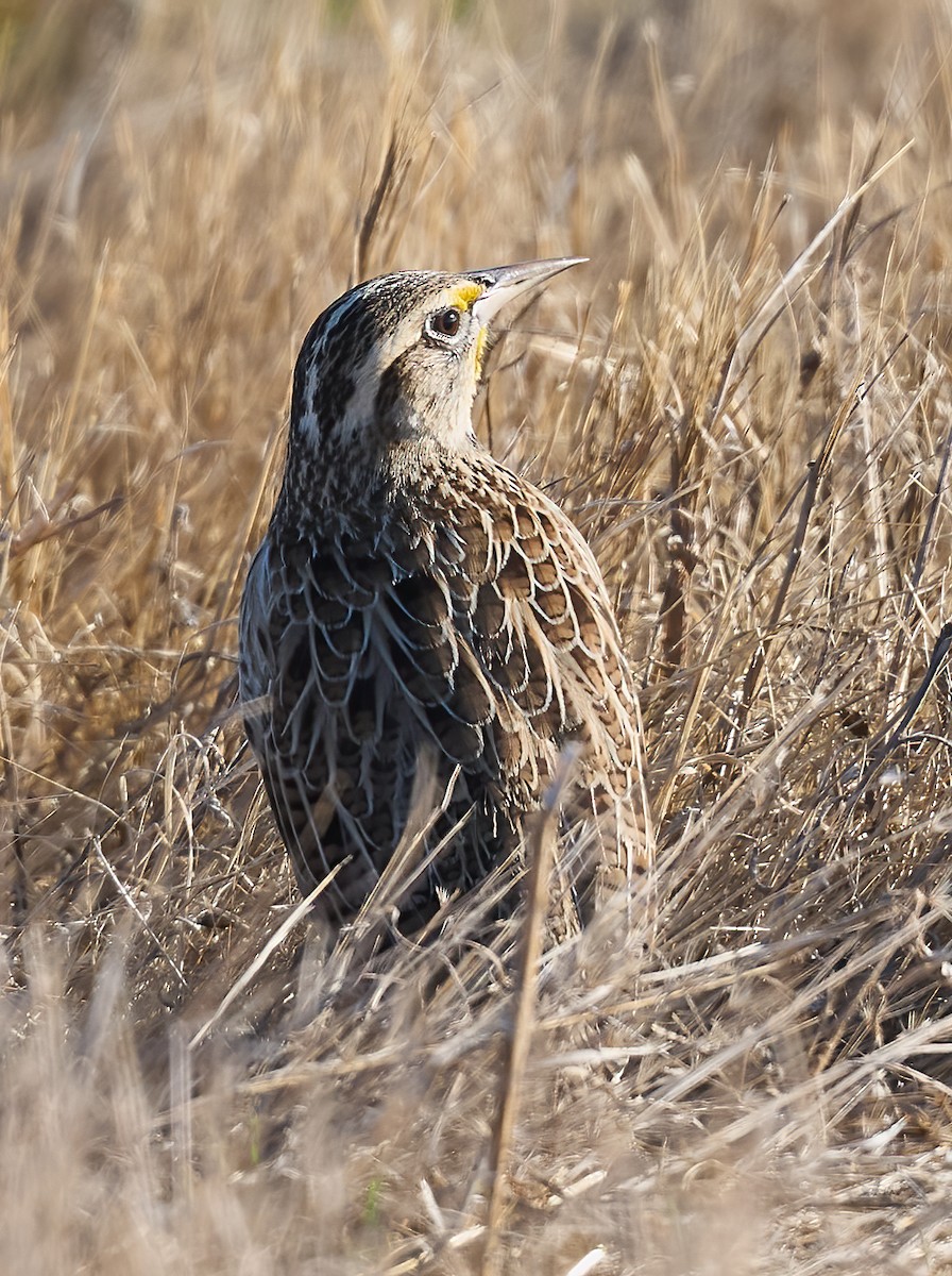 Western Meadowlark - ML643277148