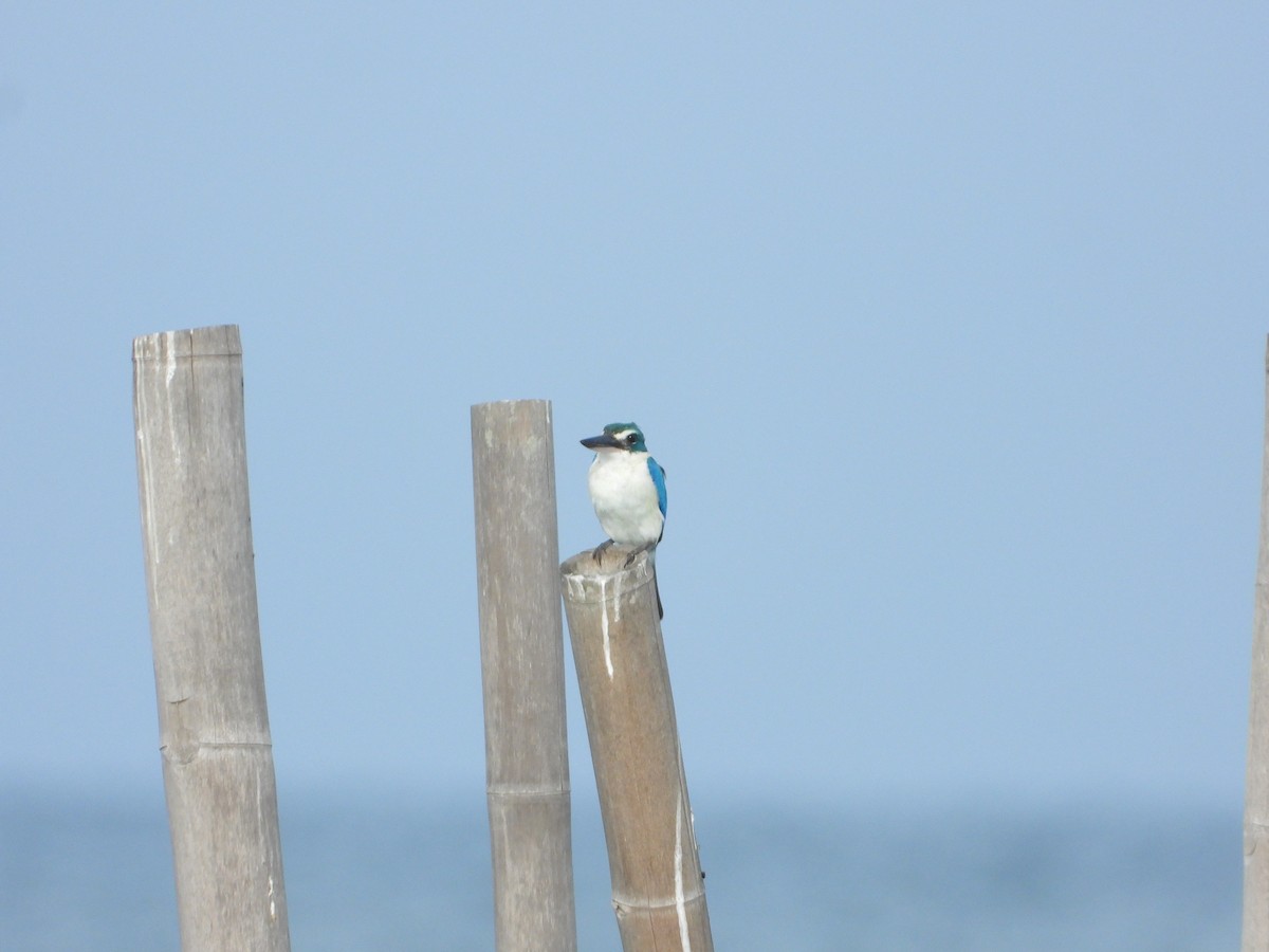 Collared Kingfisher - ML643277186