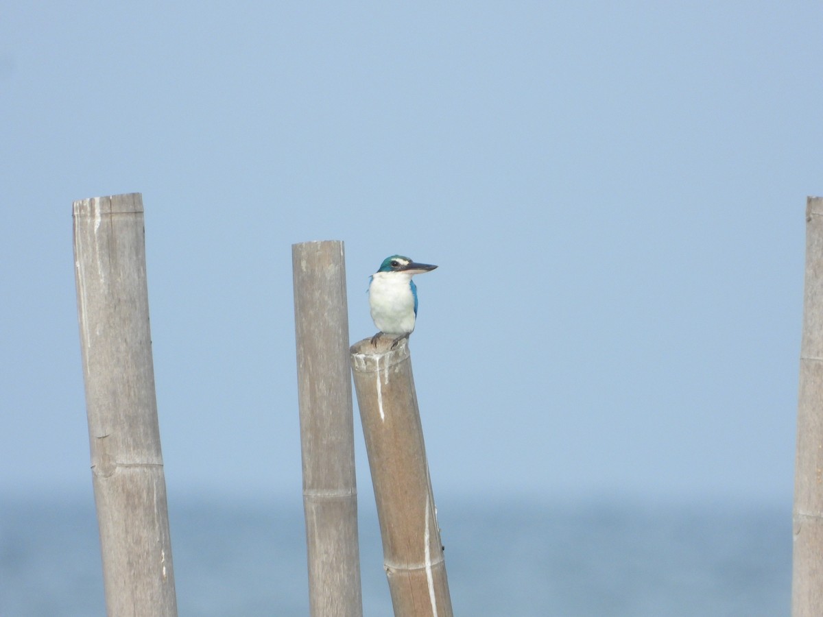 Collared Kingfisher - ML643277187