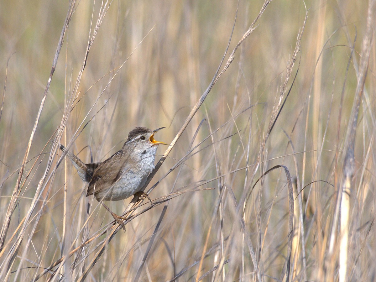 Marsh Wren - ML643277195