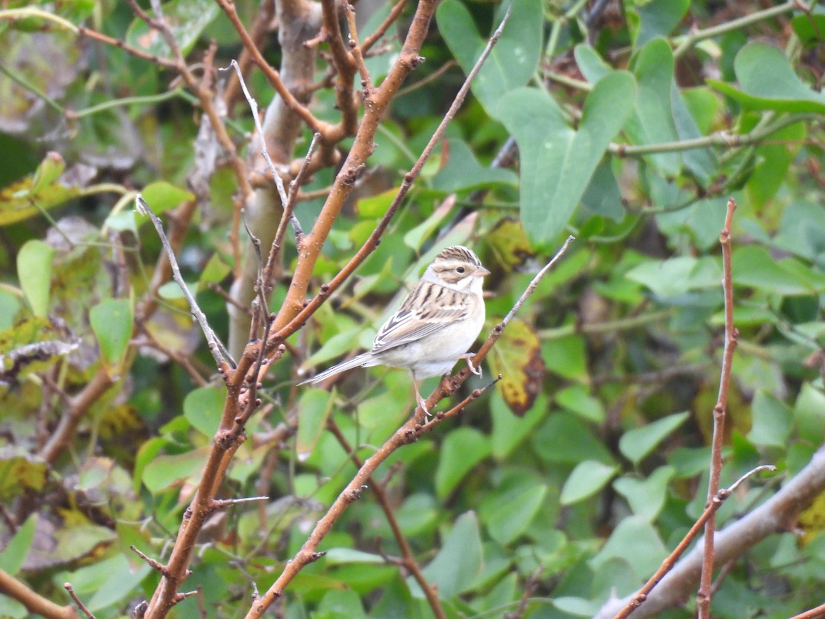 Clay-colored Sparrow - ML643277197