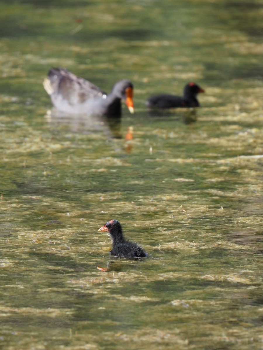 Karaca Sutavuğu - ML643277205