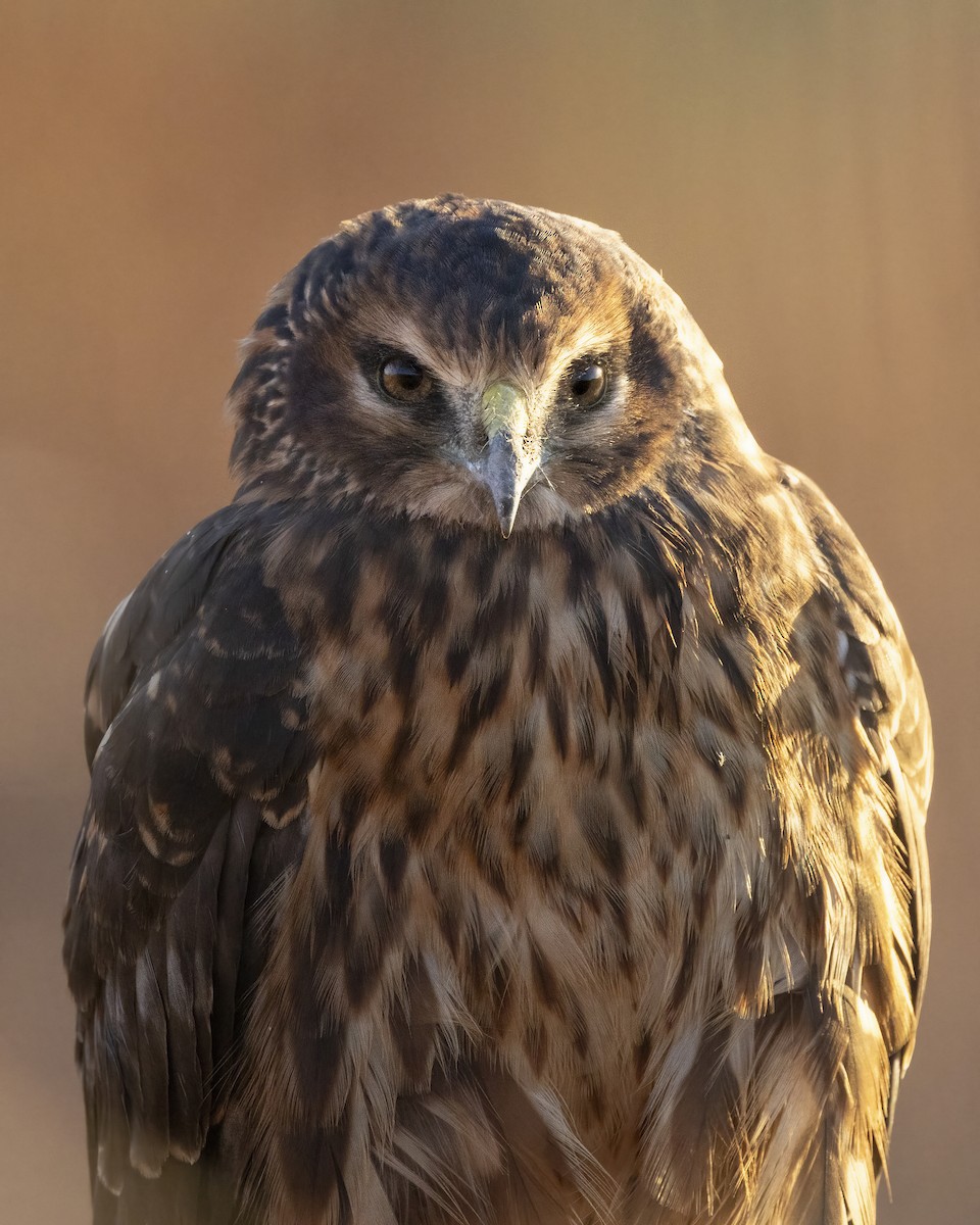 Northern Harrier - ML643277206