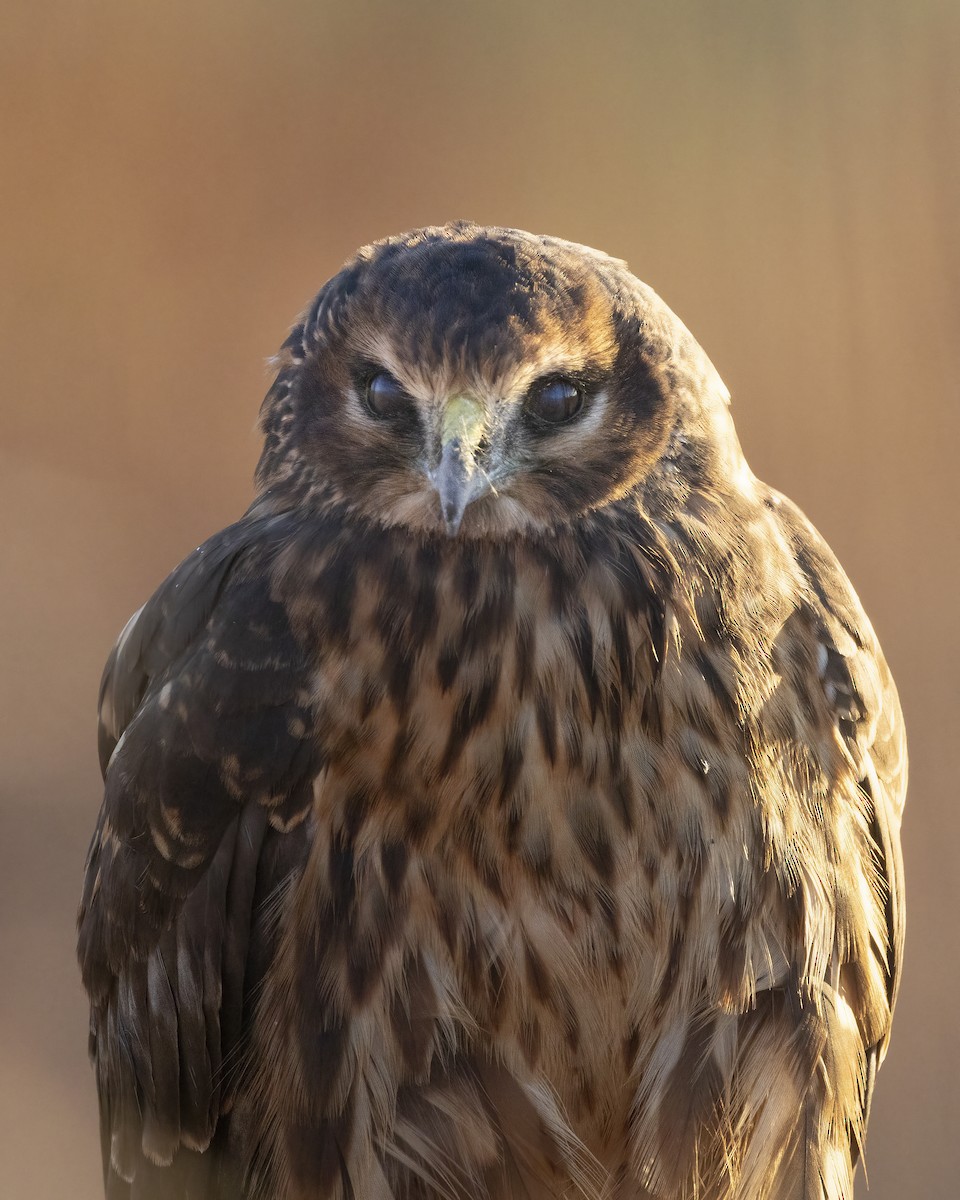 Northern Harrier - ML643277219