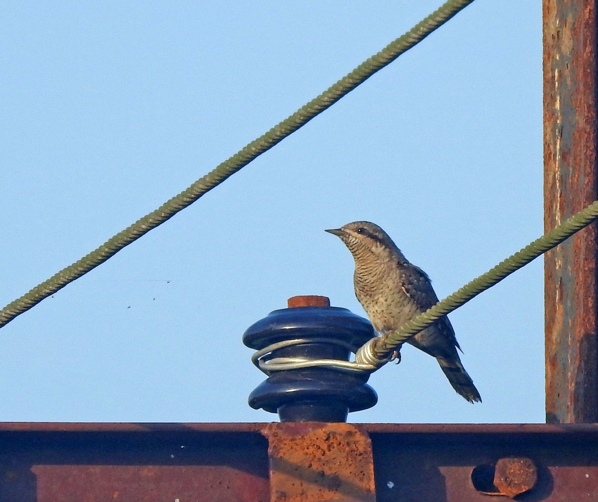 Eurasian Wryneck - ML643277228