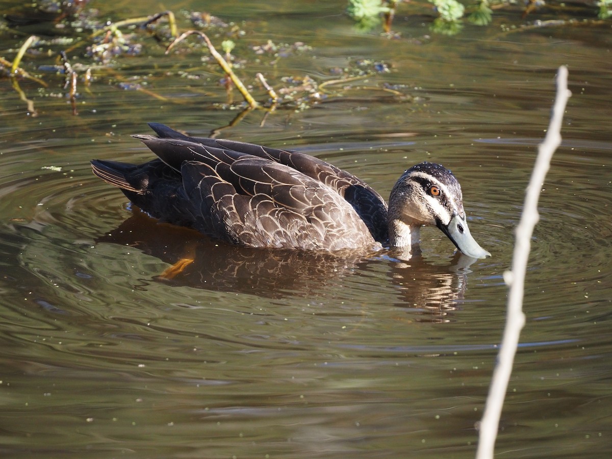 Pasifik Kara Ördeği - ML643277261